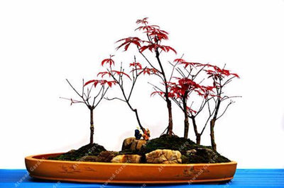 Blazing Bonsai Tree Seeds