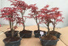 Blazing Bonsai Tree Seeds