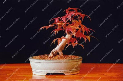 Blazing Bonsai Tree Seeds