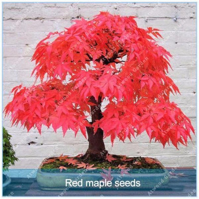 Blazing Bonsai Tree Seeds