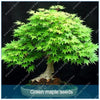 Blazing Bonsai Tree Seeds