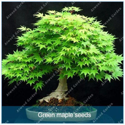 Blazing Bonsai Tree Seeds