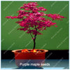 Blazing Bonsai Tree Seeds