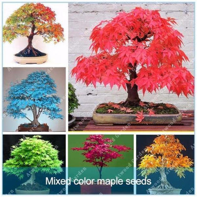 Blazing Bonsai Tree Seeds